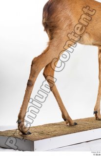 Deer Doe 2 leg 0034.jpg